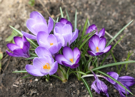 Purple crocuses bloom in early spring.