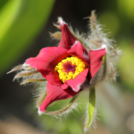 Spring Flower Pulsatilla Patens. Flowering Plant In Family Ranunculaceae.の写真素材