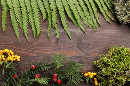 Flat lay composition from fern leaf, moss and forest fruits.の写真素材