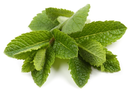Aromatic, fresh leaves of green mint on a white background.の写真素材