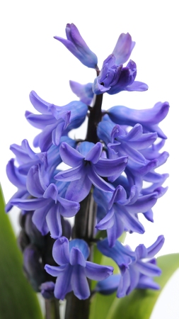 Hyacinth flowers close-up in the garden.の写真素材
