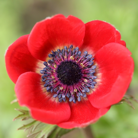 Red flower Anemone coronaria.の写真素材