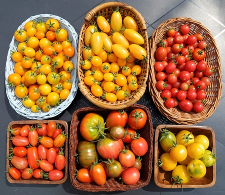 Colorful different kind tomatoes in a wicker basket.の写真素材