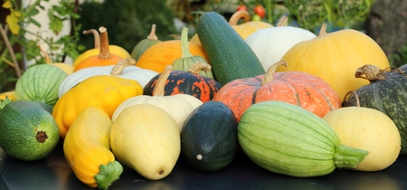 Autumn harvest colorful squashes and pumpkins in different varieties.