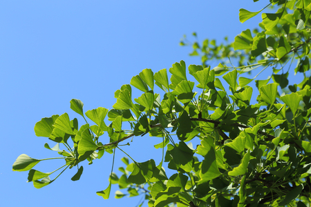 Ginkgo biloba green leaves on a tree. Image.の写真素材