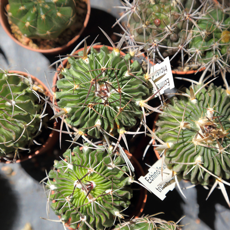 Group of small green cacti, top view - Image. Echinofossulocactus.