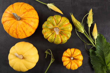 Pumpkins and pumpkin flowers on a black background. Top view. Flat lay.