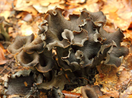Craterellus cornucopioides, horn of plenty, black chanterelle, black trumpet.の写真素材