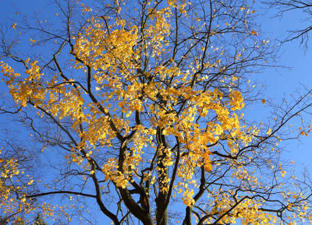 Maple tree with colorful autumn leaves in sunny light.