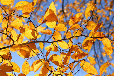 Hornbeam tree with colorful autumn leaves in sunny light.