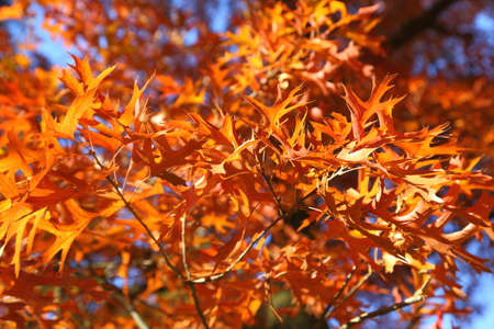 Oak with colorful autumn leaves in sunny light.