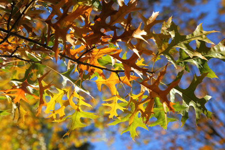 Oak with colorful autumn leaves in sunny light.
