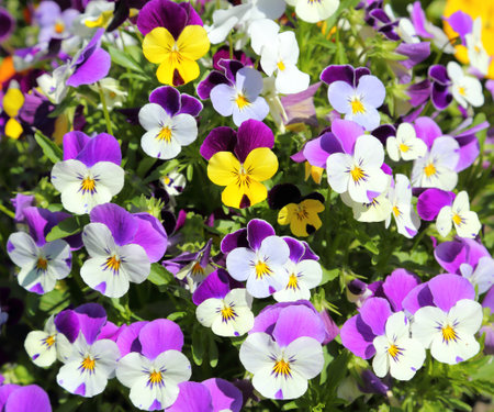 Colorful pansies in a ceramic pot. spring flowers.の写真素材