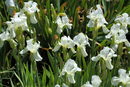 White iris flowers blooming in the garden.の写真素材