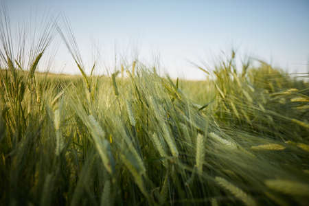 Green rye with very long stalkの写真素材