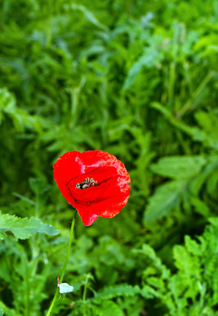 Australian wild flower in the garden on afternoon sunの写真素材