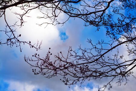 Tree brunches against cloudy afternoon skyの写真素材