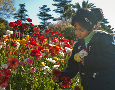 Child is picking flowers from garden in the afternoonの写真素材