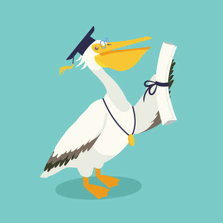 Graduation mascot the white pelican holding a diploma in its wing.のイラスト素材