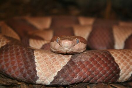 A copperhead snakeの写真素材