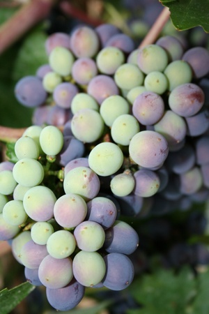 Grapes ripen on the vineの写真素材
