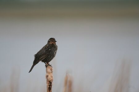 Female Red Winged  Blackbirdの写真素材