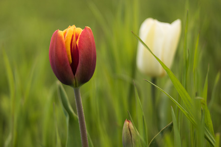 In the foreground red-yellow Tulip closeup. In the background a blurred white tulip and green grass.の写真素材