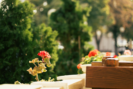 Details of street cafes in the summer. Flower, trees and wooden benches.の写真素材