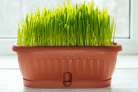 Oats growing in a pot on the windowsill for petsの写真素材