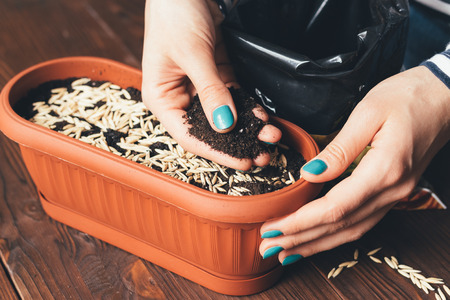 Women's hands with a bright manicure sprinkled seeds and soil in a pot for growing plantsの写真素材