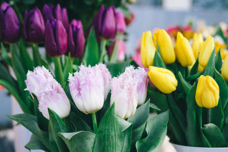 Tulips of different colors on the counter of the flower shopの写真素材