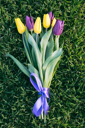 Bouquet of yellow and purple tulips on green grass closeupの写真素材
