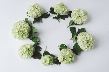 Green flowers in the form of a circle lie on a white background, top view