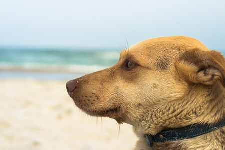 Portrait of a non-pedigreed dog on the beachの写真素材