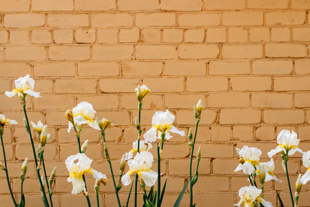 White irises on a background of beige brick wall, space for textの写真素材