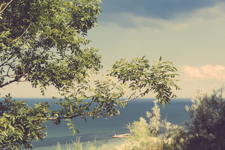 Landscape with tree on the background of the sea in retro colorsの写真素材