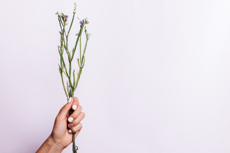 Dry bunch of stems without flowers in a female hand with a manicure on a light background, copy spaceの写真素材