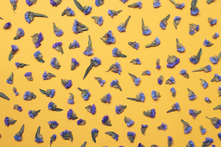 Many small blue flowers on a yellow background, flat viewの写真素材