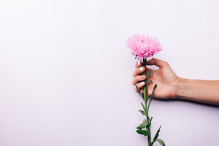 Pink flower in female hand on a light background, space for textの写真素材