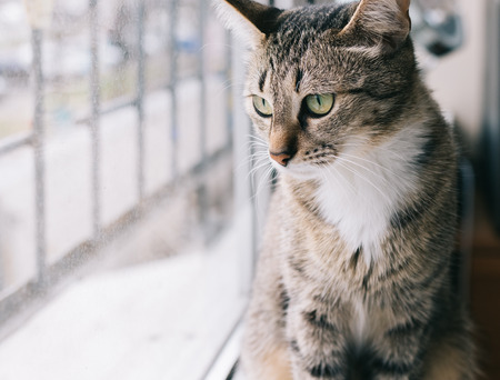Young cat sitting on a windowsill and looking out the windowの写真素材
