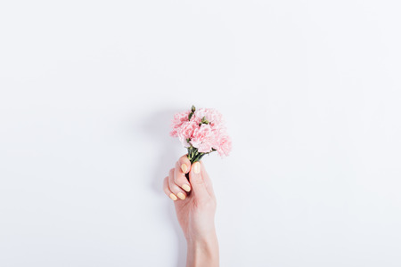 Small bouquet of pink carnations in a woman's hand with yellow nail polish on a white background,...