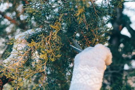 Female hands in warm gloves cut a branch of coniferous treeの写真素材
