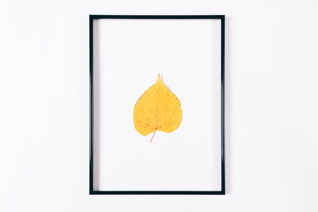 Yellow autumn leaf in a black frame on a white backgroundの写真素材