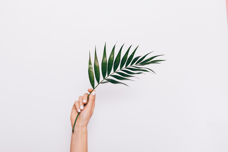 Curved green palm leaf in female hand on a white backgroundの写真素材