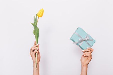 Yellow tulip and a blue gift box with ribbon in female hands on a white backgroundの写真素材