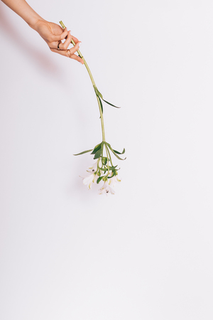 White dangling flower in female hand with manicure on white background close-upの写真素材