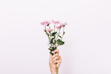 Pink flower in female hand with manicure on white background close-upの写真素材
