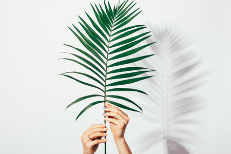 Female hands holding a palm leaf on a white backgroundの写真素材