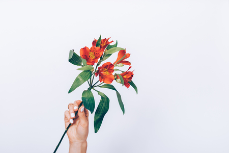 Red flower with green leaves in a female hand with a manicure on a white backgroundの写真素材