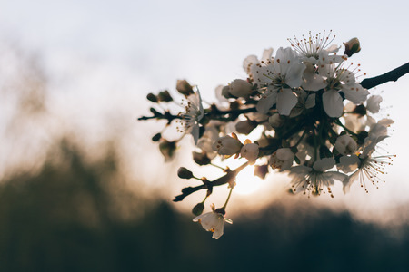 Close-up blossoming cherry twig in the evening sunlight. Dimmed color photo of blooming branch with blurred background with copy space.の写真素材